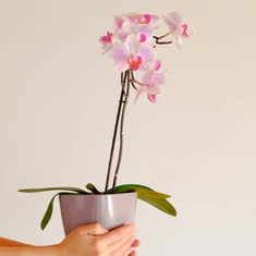 Orchidea kaspók és cserepek