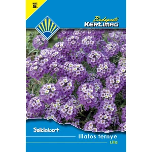 Lila Mézvirág (Lobularia maritima) 