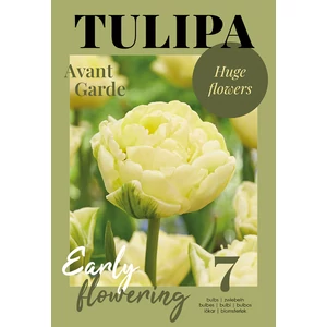Tulipán Avant Garde - Glossy