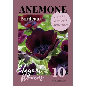 Anemone Bordeaux - Glossy