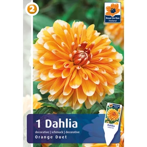 Dália gumó Decorativ Orange Duet - De Ree
