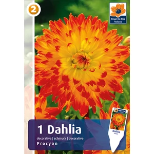 Labda dália gumó Decorativ Procyon - De Ree