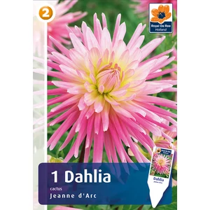 Kaktusz dália gumó Jeanne d'Arc - De Ree