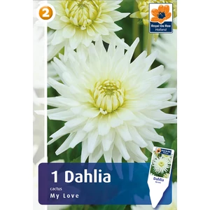 Kaktusz dália gumó My Love - De Ree