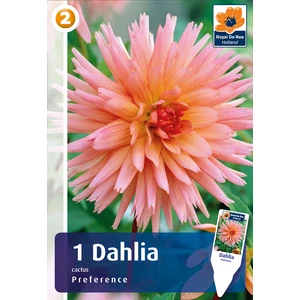 Kaktusz dália gumó Preference - De Ree