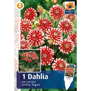 Alacsony teltvirág dália gumó - Border Little Tiger - De Ree