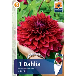 Óriásvirágú dália gumó Zorro Dinnerplate - De Ree