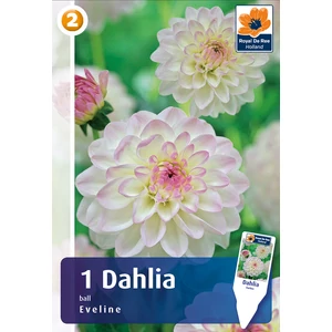 Pompon dália gumó Eveline - De Ree