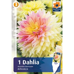 Óriásvirágú dália gumó Advance Dinnerplate - De Ree