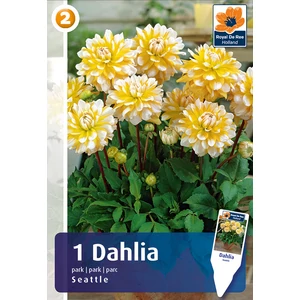Alacsony teltvirág dália gumó - Border Seattle - De Ree