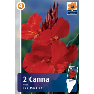 Kánna - Canna Red Dazzler gumó - De Ree