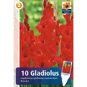 Largeflowering Oscar kardvirág hagyma - De Ree