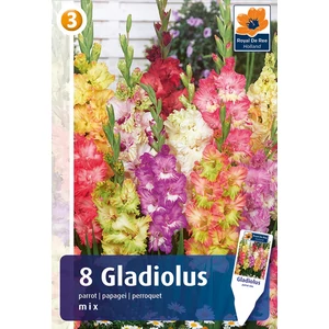 Papagájvirágú Parrot MIX kardvirág hagyma - De Ree