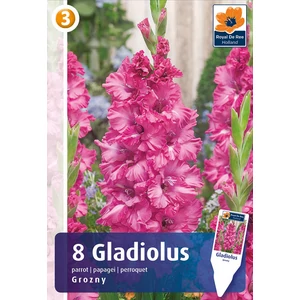 Papagájvirágú Parrot Grozny kardvirág hagyma - De Ree