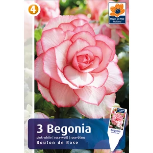 Double Bouton de Rose begónia gumó - De Ree