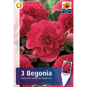 Dupla szirmú Double Pink begónia gumó - De Ree