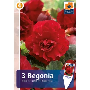 Dupla szirmú Double Red begónia gumó - De Ree