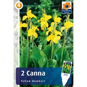 Kána - Canna Yellow Humbert - De Ree