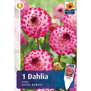 Pompon dália gumó Little Robert - De Ree