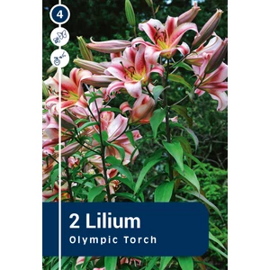 Olympic Torch óriás faliliom virághagyma - De Ree