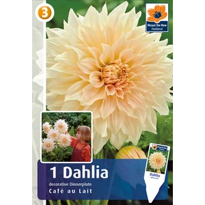 Óriásvirágú Dália - Dahlia 'Café au Lait'