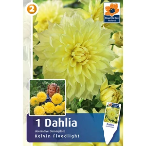 Óriásvirágú dália gumó Kelvin Floodlight Dinneplate - De Ree