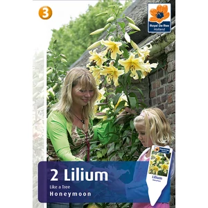 Honeymoon óriás faliliom virághagyma - De Ree