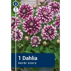 Alacsony teltvirágú dália gumó - Border Verdy Glory - De Ree