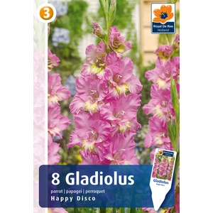 Papagájvirágú Parrot Happy Disco kardvirág hagyma - De Ree