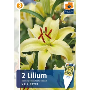 Liliom Oriental Gold Fever virághagyma - De Ree