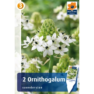 Óriás madártej virághagyma (Ornithogalum saundersiae) - De Ree