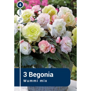 Begonia Wummi Mix