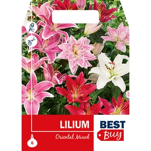 6db-os Liliom Megapack (Lilium oriental) - De Ree