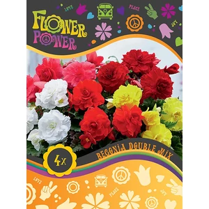 Begonia Double Mixed