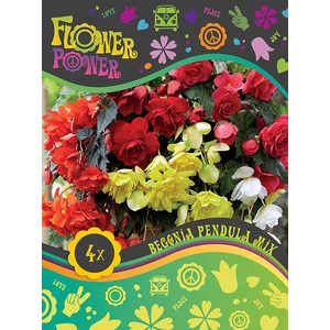 Begonia Pendula Mixed