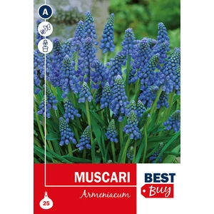 Örmény Gyöngyike - Muscari Armeniacum Blue BestBuy