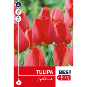 Tulipán Apeldoorn - Klasszikus piros 