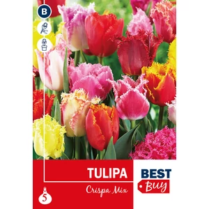 Tulipán Fringed Crispa mix - BestBuy - FODROS SZEGÉLY