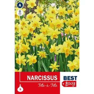 Csokros Nárcisz Tete a Tete - BOTANIKAI, ILLATOS