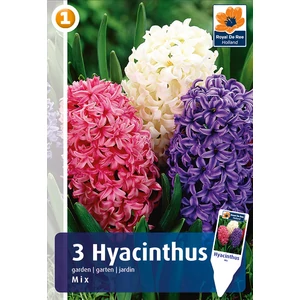 Jácint Garden mix - ILLATOS SZÍNKEVERÉK!