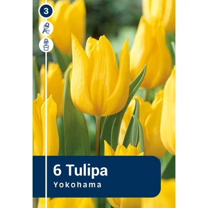Tulipán Yokohama - Triumph