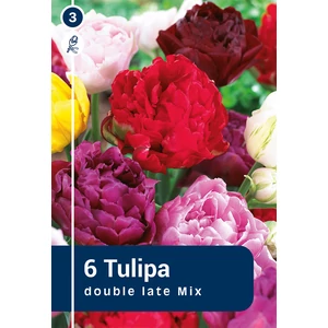 Tulipán Double Late Mix - késői dupla szirmú