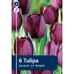 Tulipán Queen of Night - KÉSŐI, KLASSZIKUS