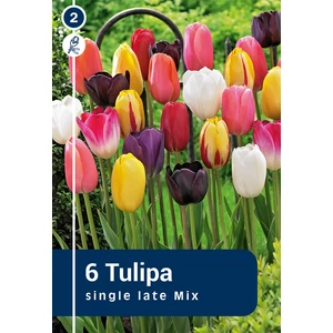 Tulipán Single Late Mix - KÉSŐI, KLASSZIKUS