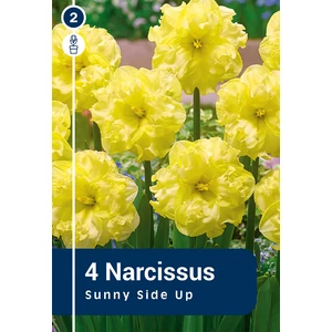 Nárcisz Sunnyside Up - ORCHIDEAVIRÁGÚ