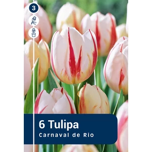 Tulipán Carnaval de Rio - Rembrandt 