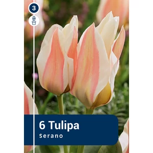 Tulipán Serano - alacsony, korai