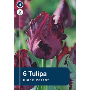 Tulipán Black Parrot - papagájvirágú