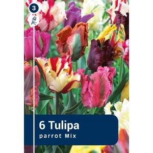 Tulipán Parrot Mix - papagájvirágú színkeverék