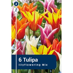 Tulipán Lilyflowering mix - LILIOMVIRÁGÚ
